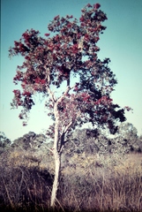 Melaleuca nervosa