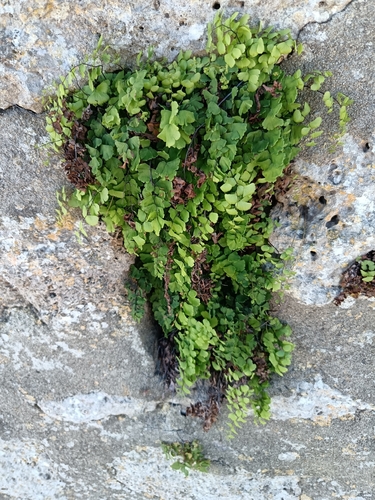 Capillaire de Montpellier
