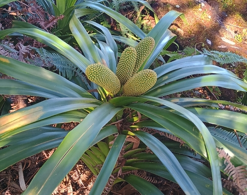 Freycinetia observed 2026-10-25