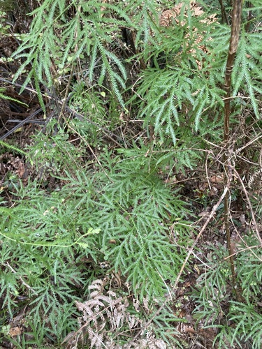 Pseudodiphasium volubile observed 2026-10-26