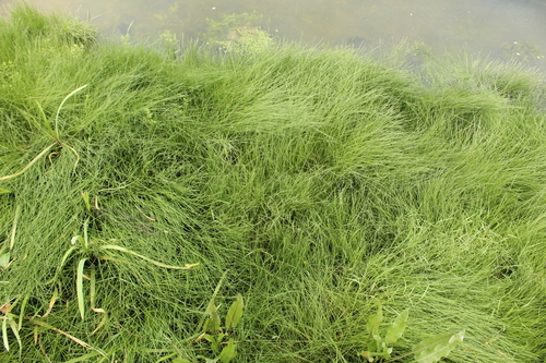 Eleocharis acuta observed 2026-10-17