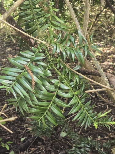 Araucaria bidwillii observed 2026-10-26
