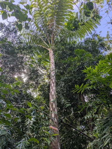 Cyathea observed 2026-10-26