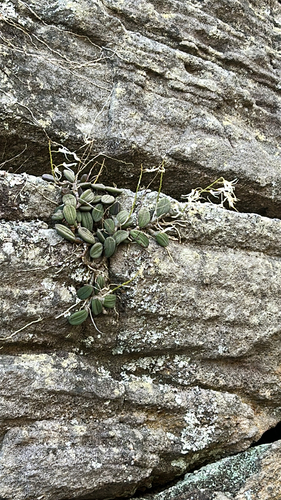 Dendrobium observed 2026-10-26