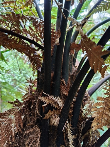 Dicksonia squarrosa observed 2026-10-26