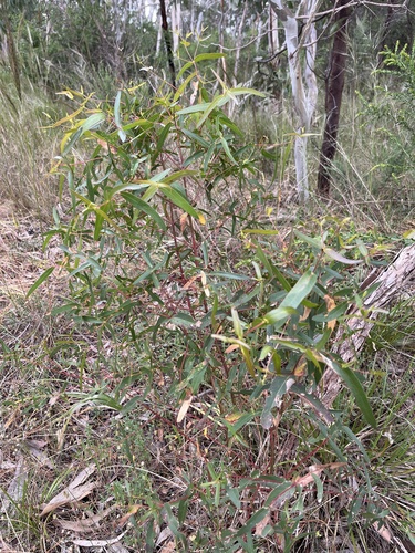 Eucalyptus viminalis observed 2026-10-26