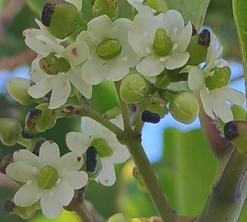 Ilex anomala observed 2026-10-25