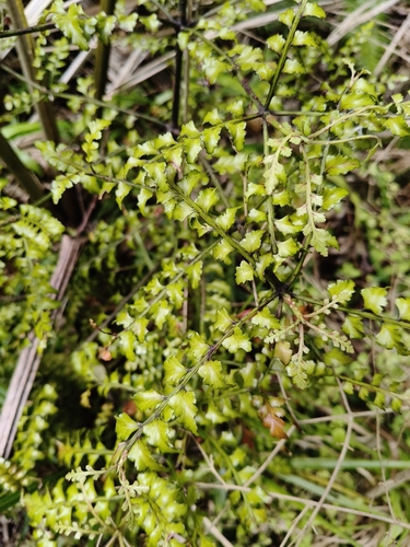 Phyllocladus trichomanoides observed 2026-10-26
