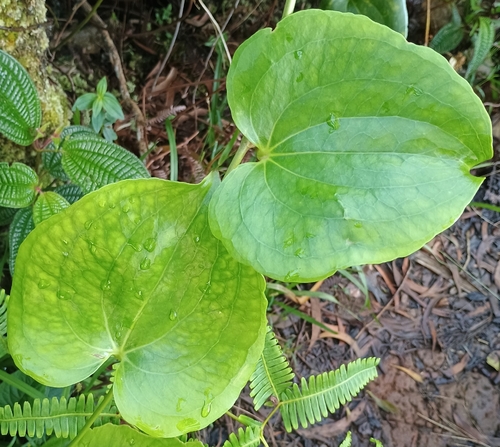 Smilax melastomifolia observed 2026-10-25