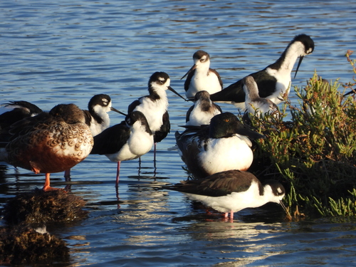 Black-necked Stilt