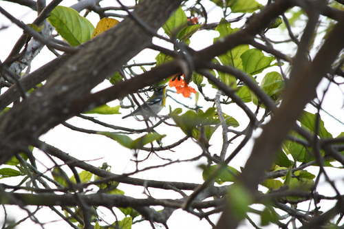 Northern Parula