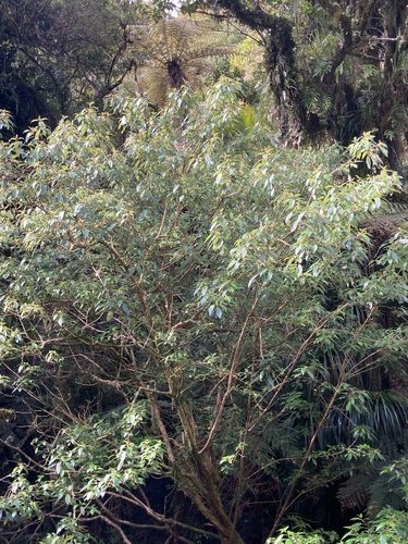Fuchsia excorticata observed 2026-10-26