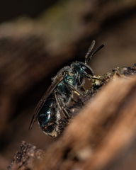 Lasioglossum coeruleum