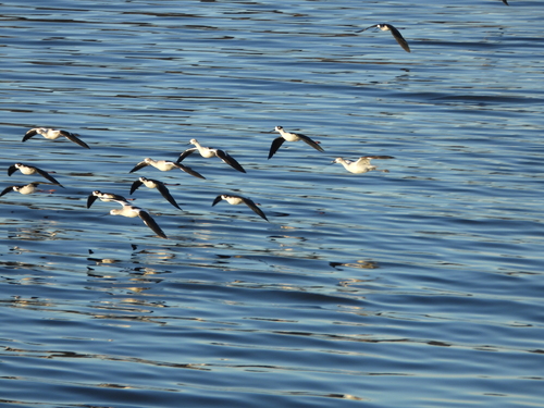Black-necked Stilt