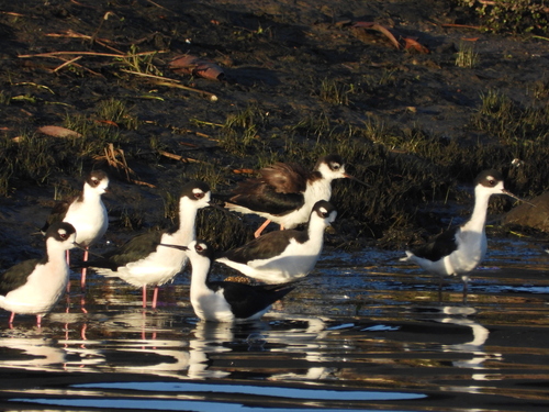 Black-necked Stilt