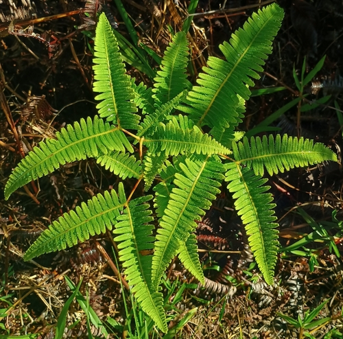 Dicranopteris linearis, 2026-10-25