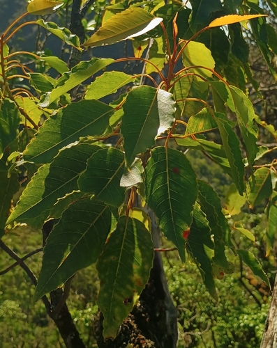 Elaeocarpus observed 2026-10-25