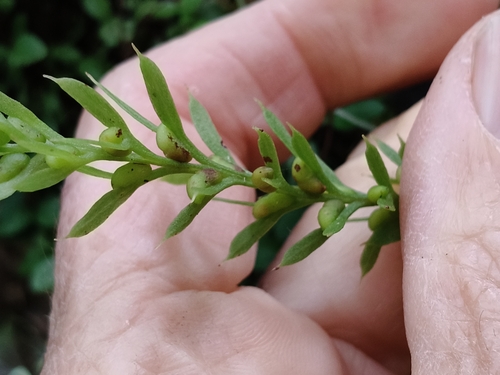 Tmesipteris observed 2026-10-26