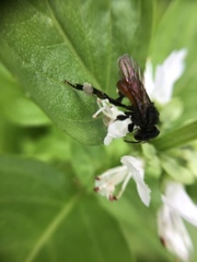 Trigona fulviventris