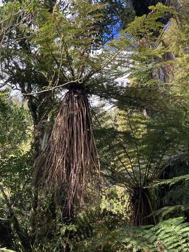 Cyathea observed 2026-10-26