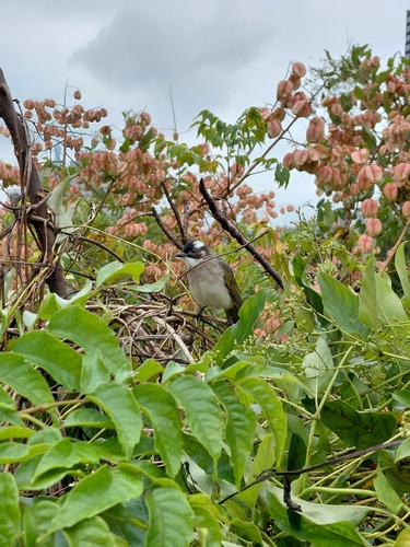 Pycnonotus sinensis, 2026-10-26