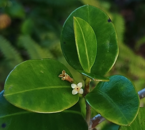 Alyxia stellata observed 2026-10-25