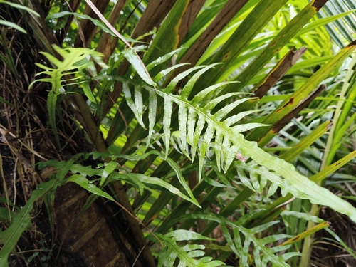 Lecanopteris scandens observed 2026-10-26