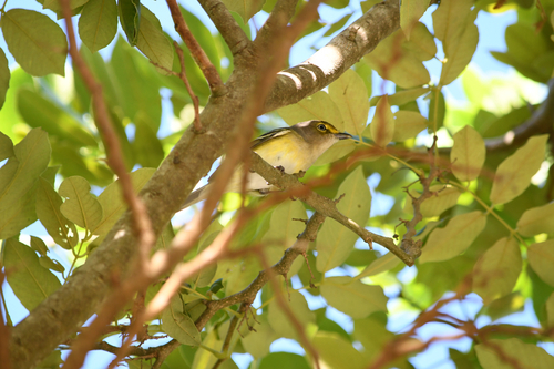 White-eyed Vireo
