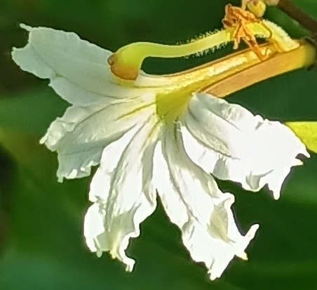 Scaevola gaudichaudiana observed 2026-10-25