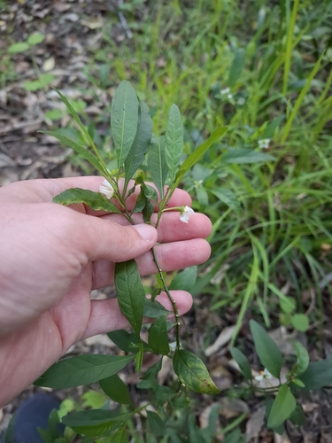 Capsicum observed 2026-10-26