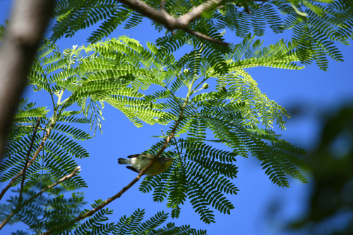 Northern Parula