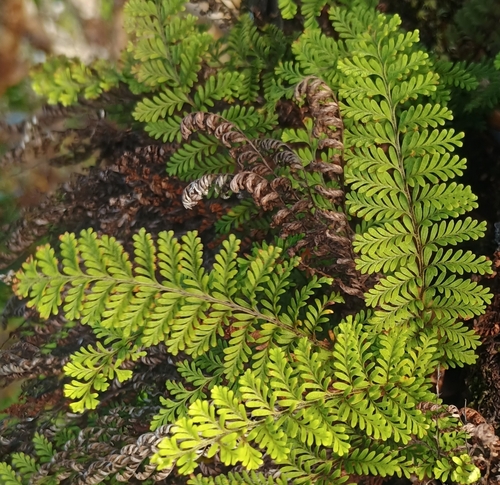 Adenophorus tamariscinus observed 2026-10-25