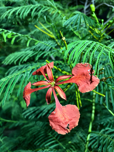 Delonix regia observed 2026-10-26