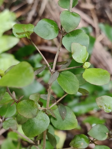 Coprosma rhamnoides observed 2026-10-26