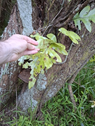 Phymatosorus observed 2026-10-26