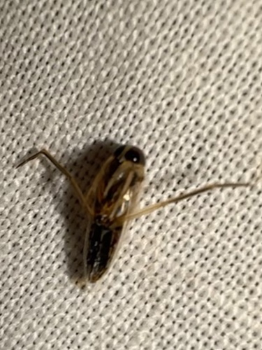 Buenoa