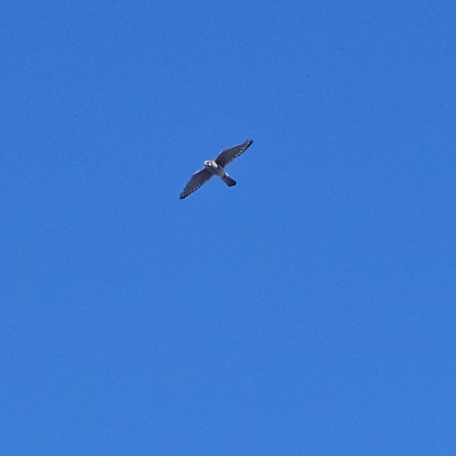 American Kestrel
