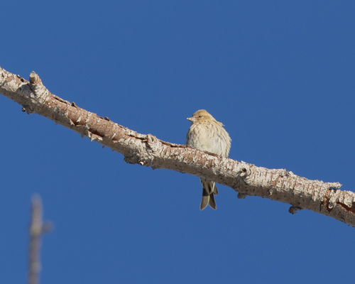 Pine Siskin
