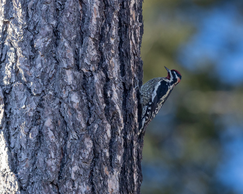 Red-naped Sapsucker