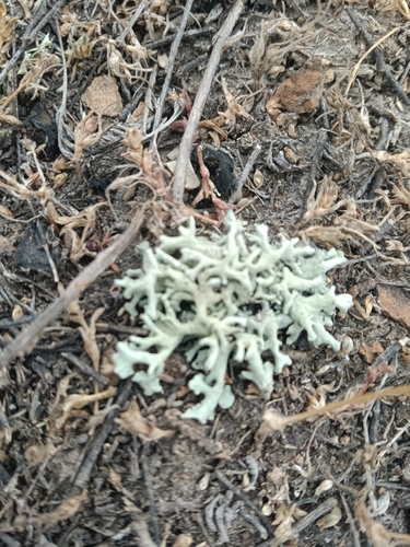 Tumbleweed Shield Lichen