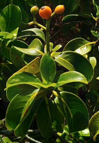 Psychotria mariniana observed 2026-10-25