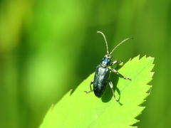 Plateumaris discolor