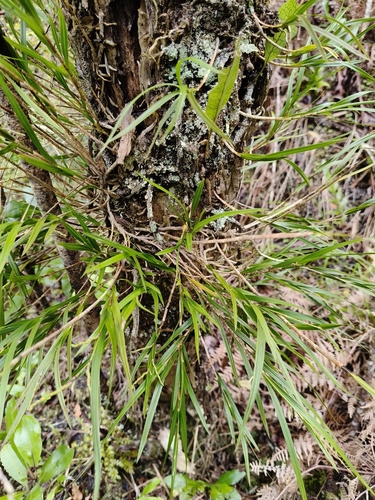 Earina mucronata observed 2026-10-26