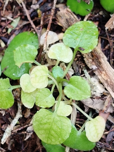Pterostylis trullifolia, 2026-10-26