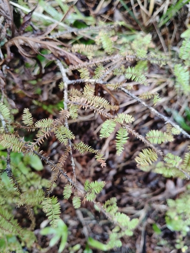 Dacrycarpus dacrydioides observed 2026-10-26