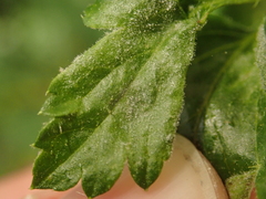 Podosphaera mors-uvae