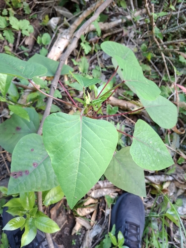Homalanthus populifolius observed 2026-10-26