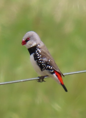 Stagonopleura guttata observed 2026-10-26