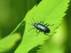 Plateumaris discolor