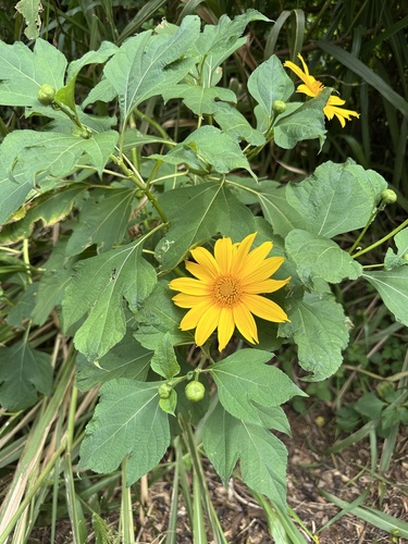 Tithonia diversifolia observed 2026-10-25